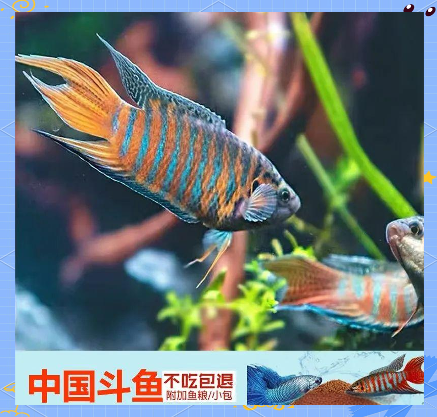 国斗普叉斗鱼饲料的多样选择与使用指南