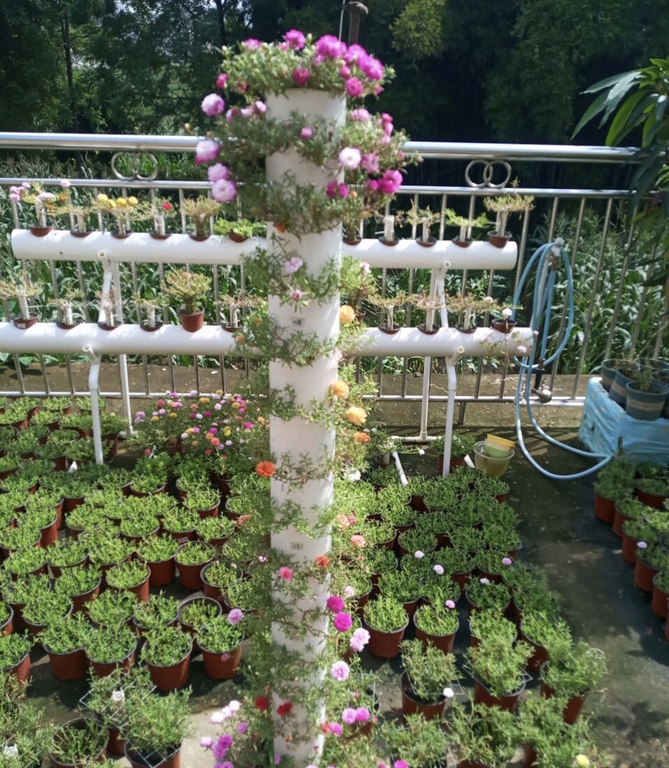 他养太阳花,用1根pvc管做"花柱子",养半年就出效果了