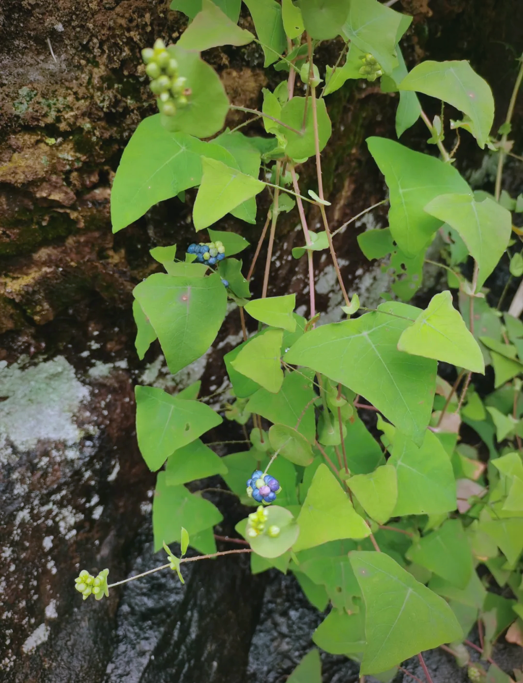 杠板归的传统应用与草药药方