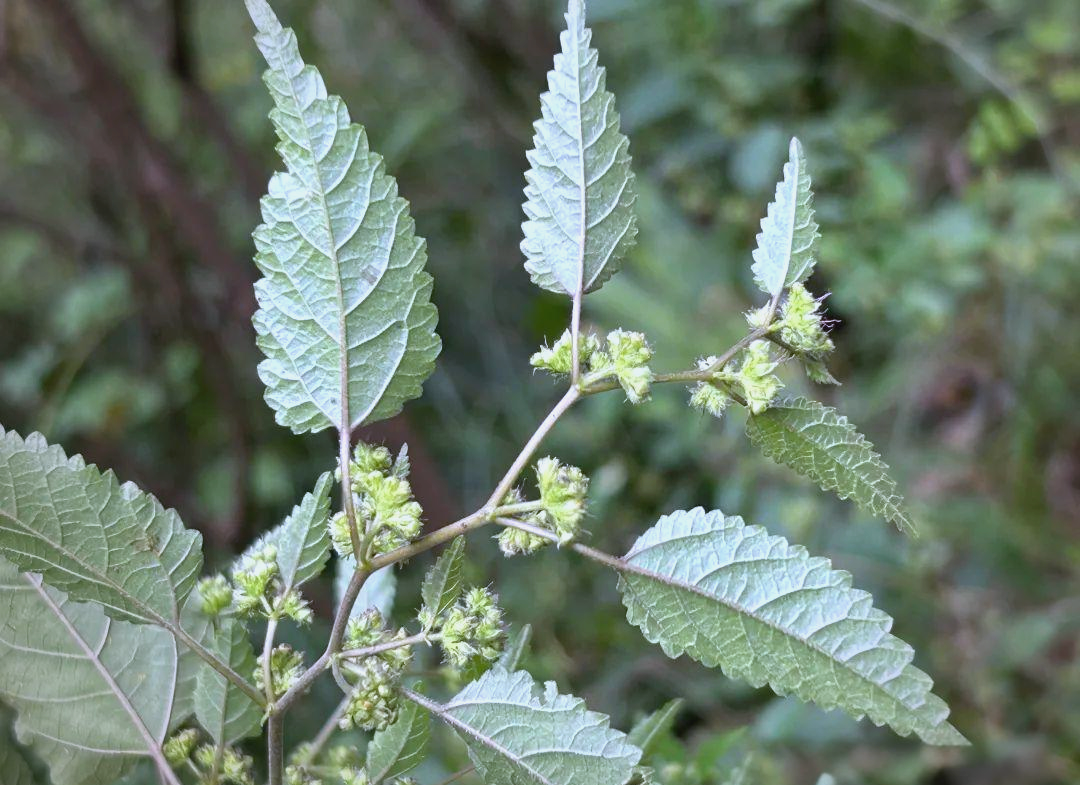 水蛇麻:一种独特的植物发现