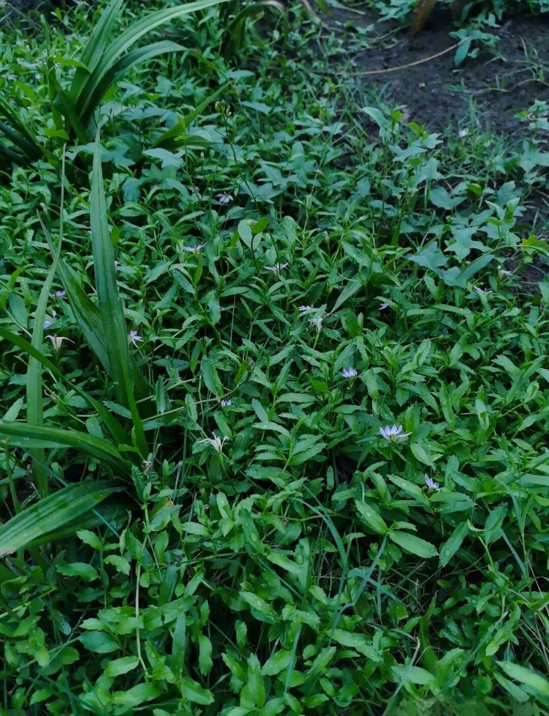 半边莲:从湿地中的优雅到中药的神奇