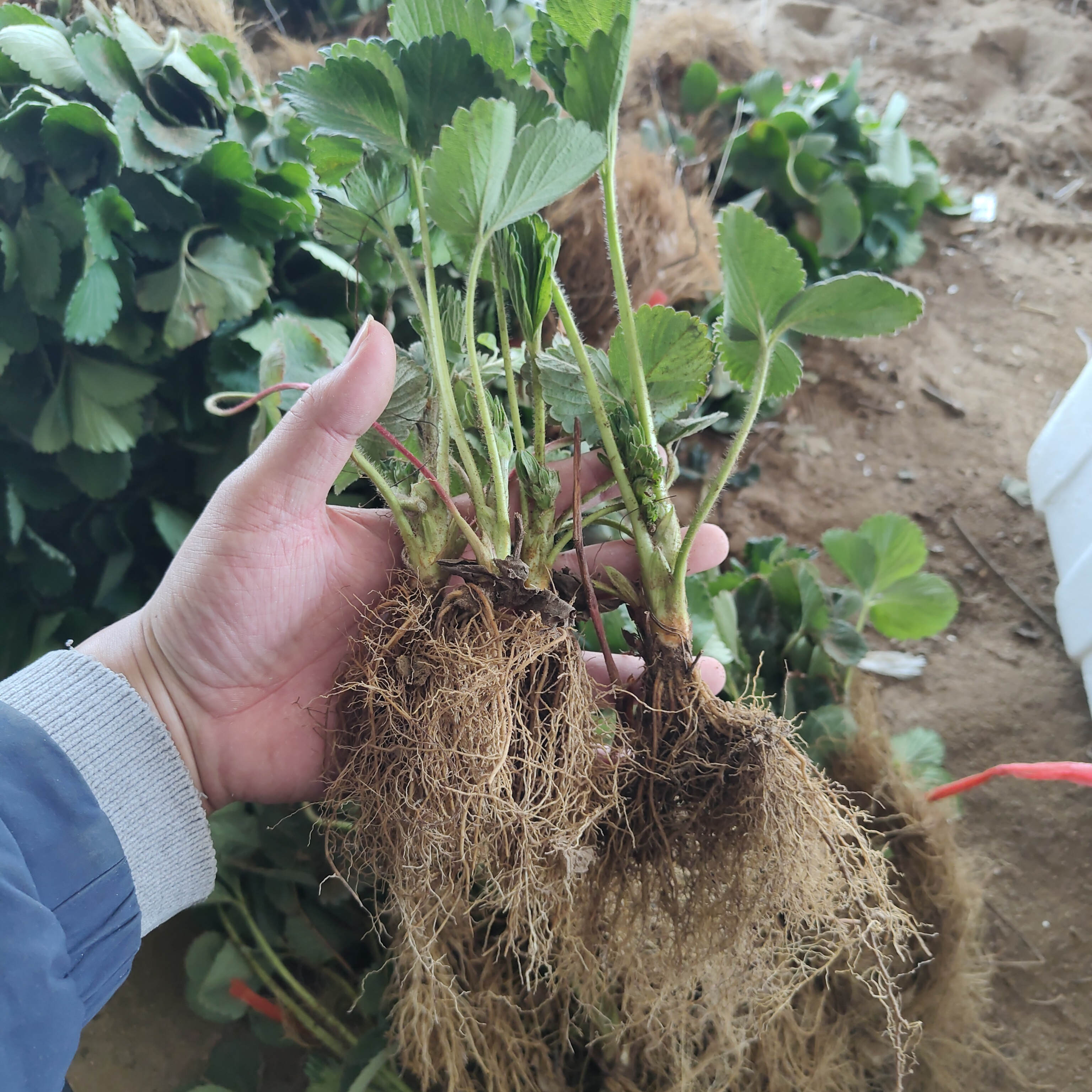 天使ae草莓苗品种又被称为天使8号草莓,果实白色,口感甜