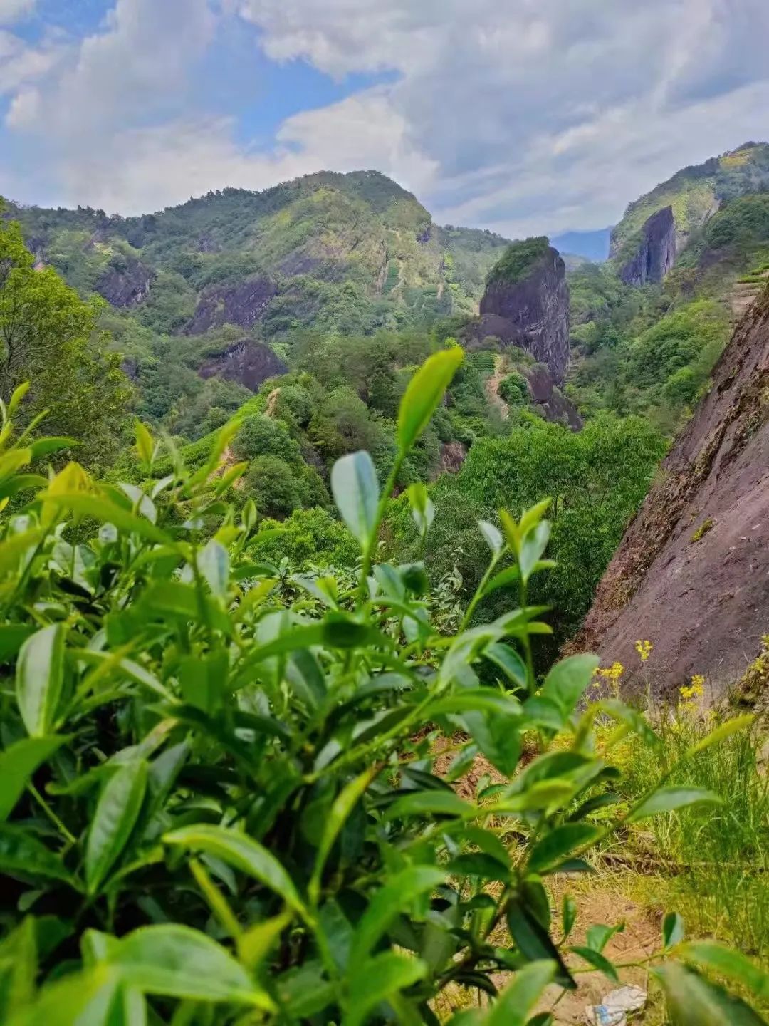 武夷山茶叶界的名门"桂"族,称霸了岩茶半壁江山!