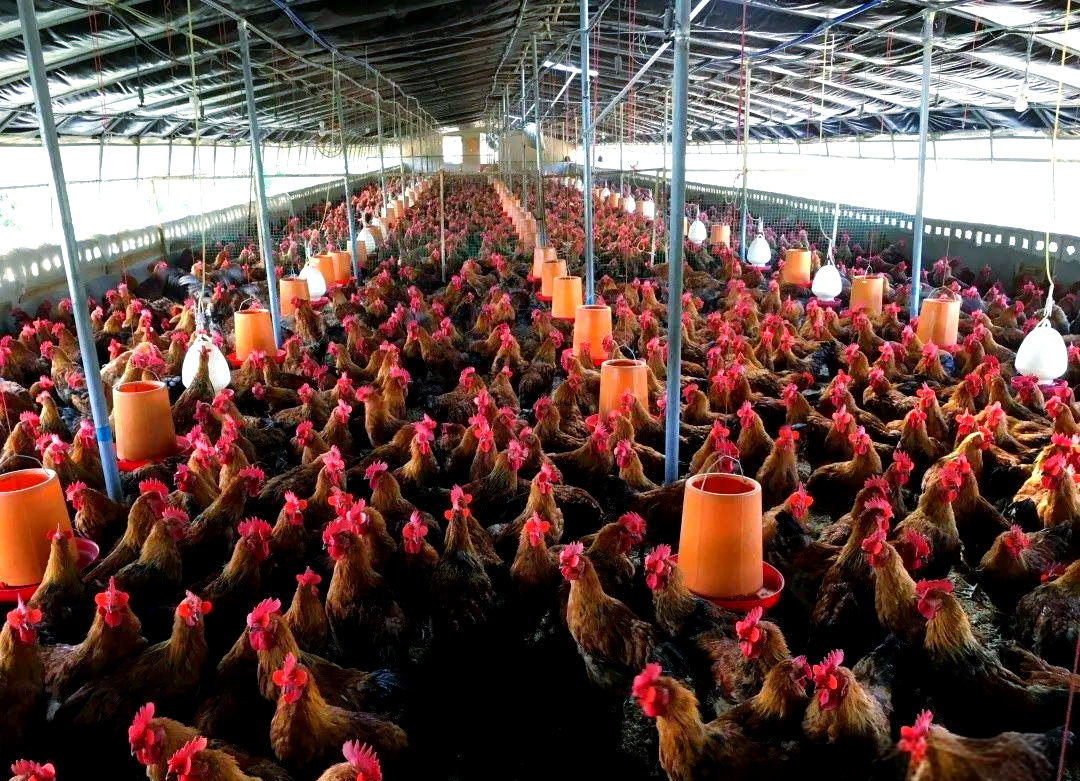 祥云温氏畜牧:养鸡致富,点亮幸福生活