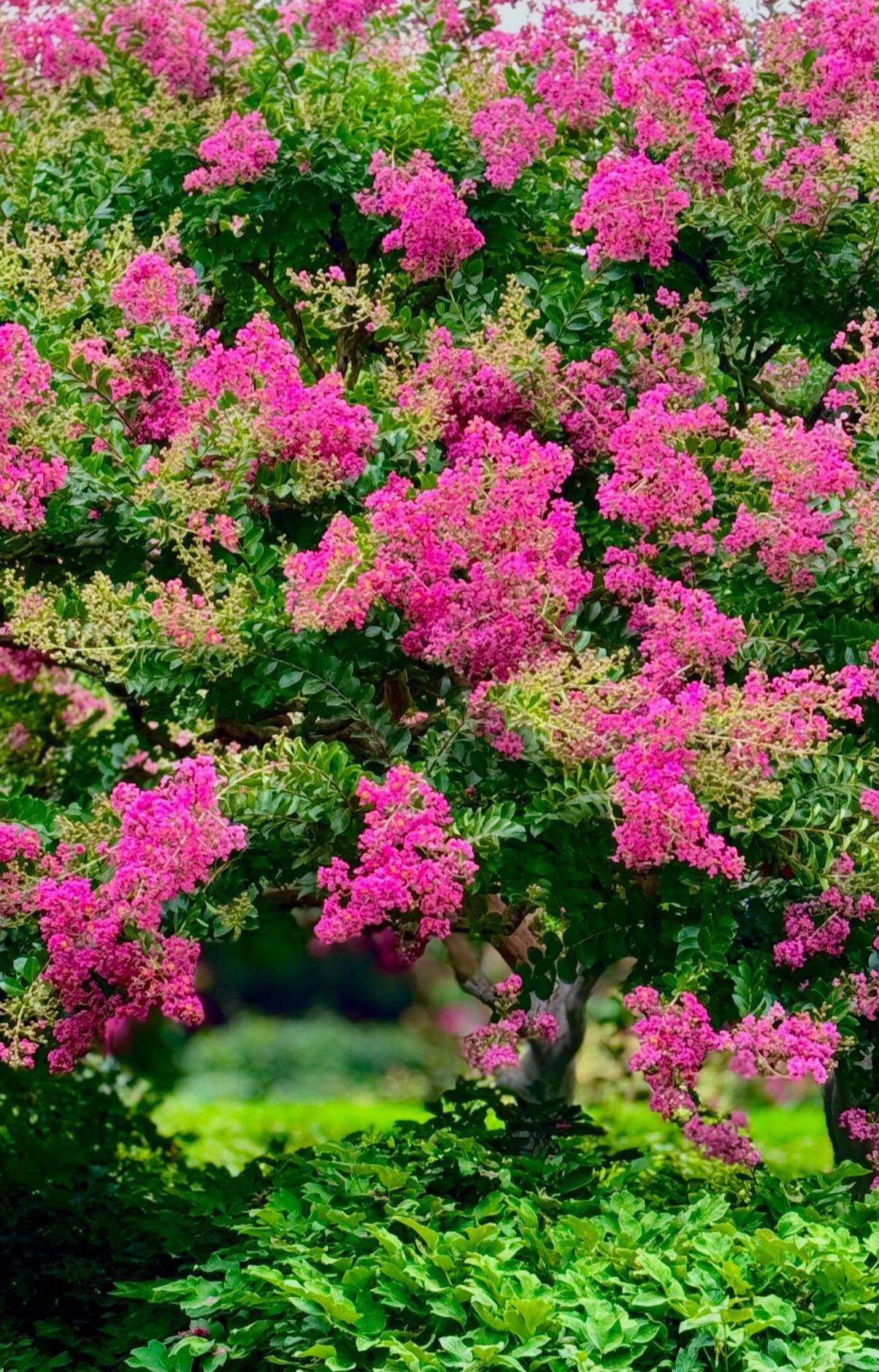 组图|"独占芳菲当夏景 不将颜色托春风" 泰山岱庙园中紫薇花盛开