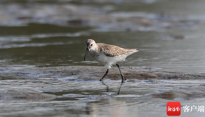 野生鸟类453种!海南岛鸟类名录更新