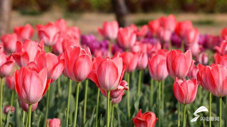 诗画山东|聊城高新区20万株郁金香美"出圈" "彩虹"花海成最新打卡地