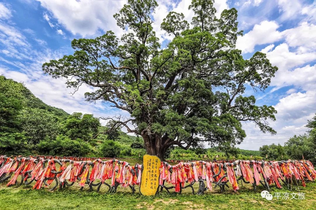 华夏古槐王:风华三千秋 槐荫覆九州