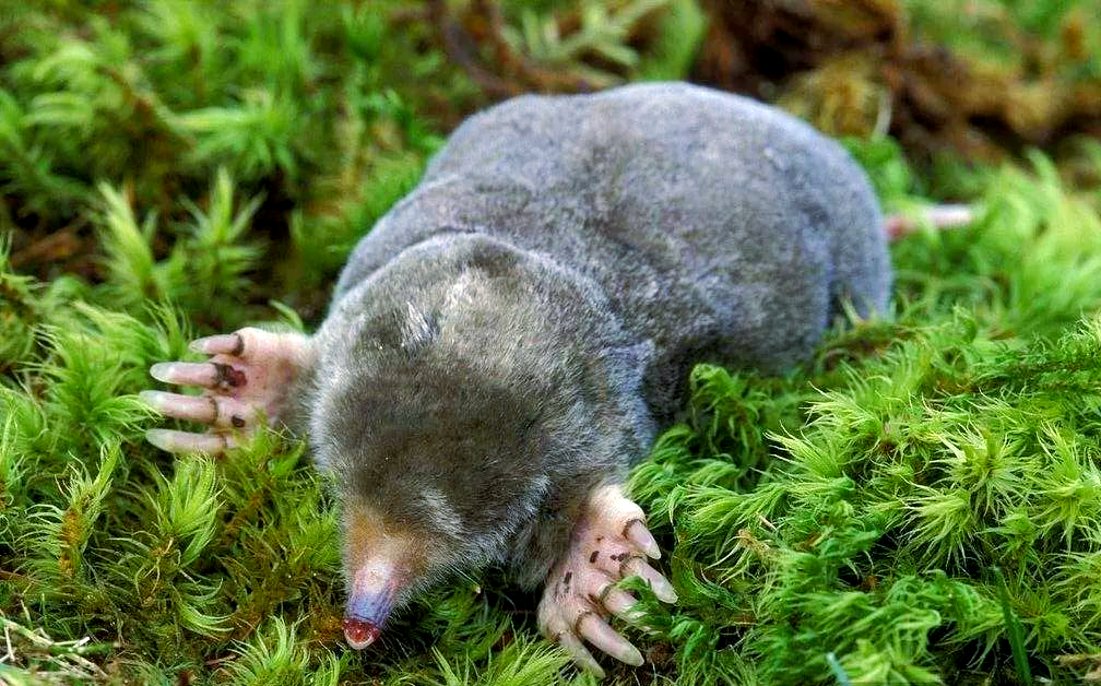 鼹鼠:多样身份的哺乳动物,从地球到火星的探索者