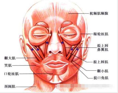 鼻翼扩张肌图片