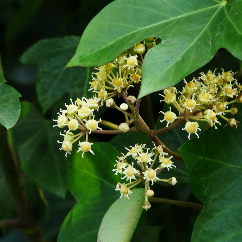 熊掌木的养殖方法和注意事项