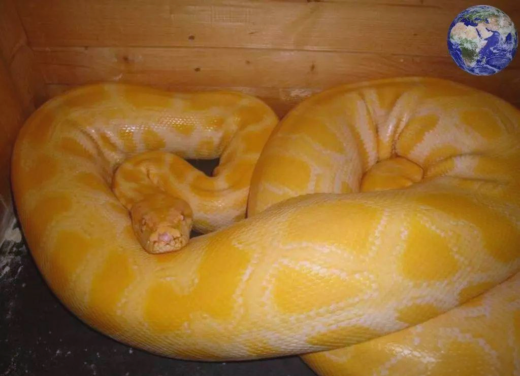 这些过去在自然环境中难以存活的变异蟒蛇,如今因得到精心的照料而