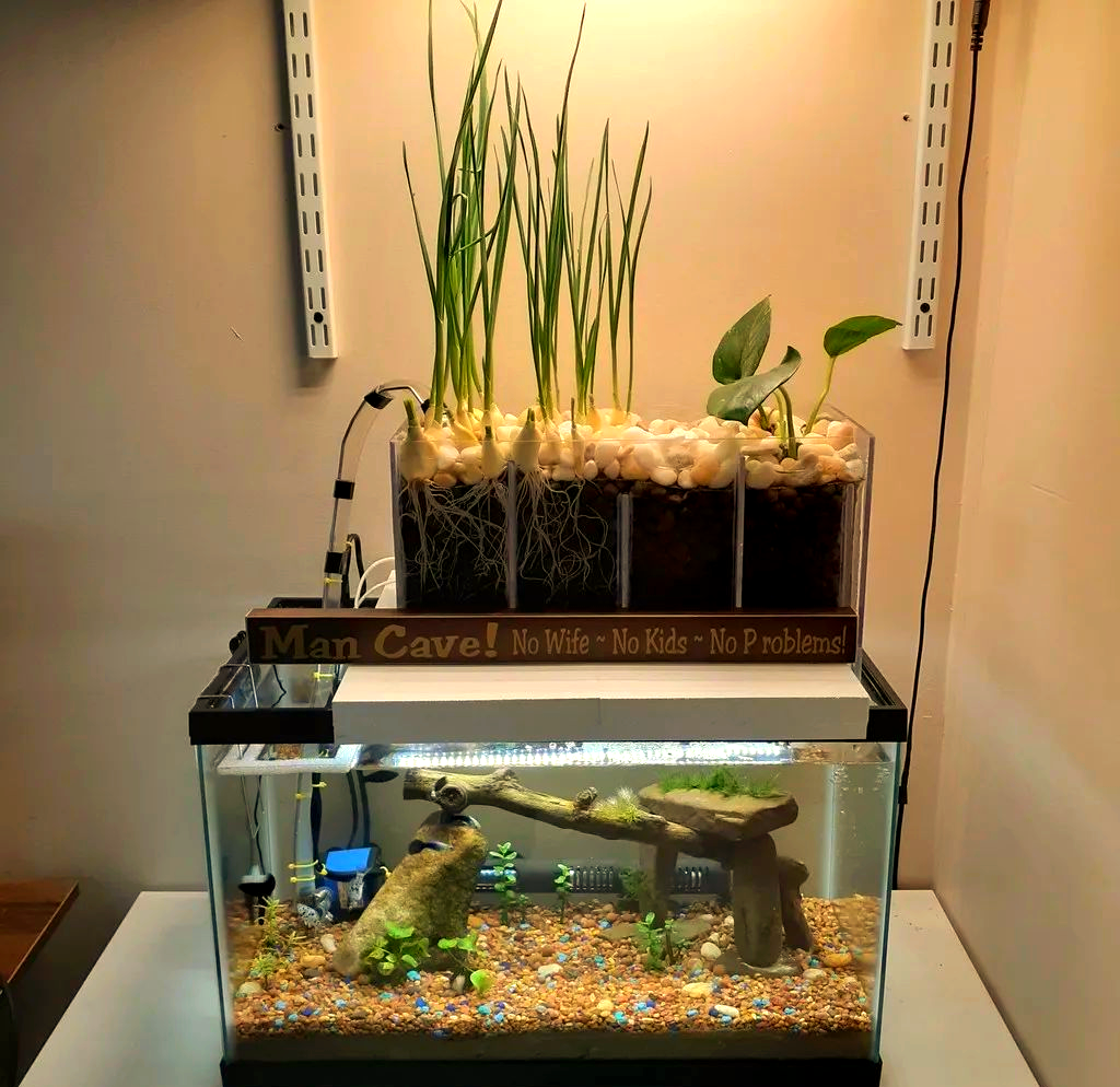 水族箱过滤系统diy指南:定制适合你的鱼缸尺寸的净化方案