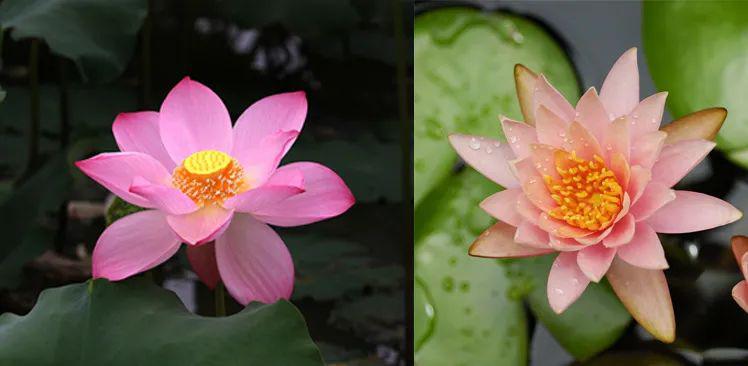 2.荷花的花心是蓮蓬,周圍是雌蕊.睡蓮的花心裡只有重疊的花蕊.