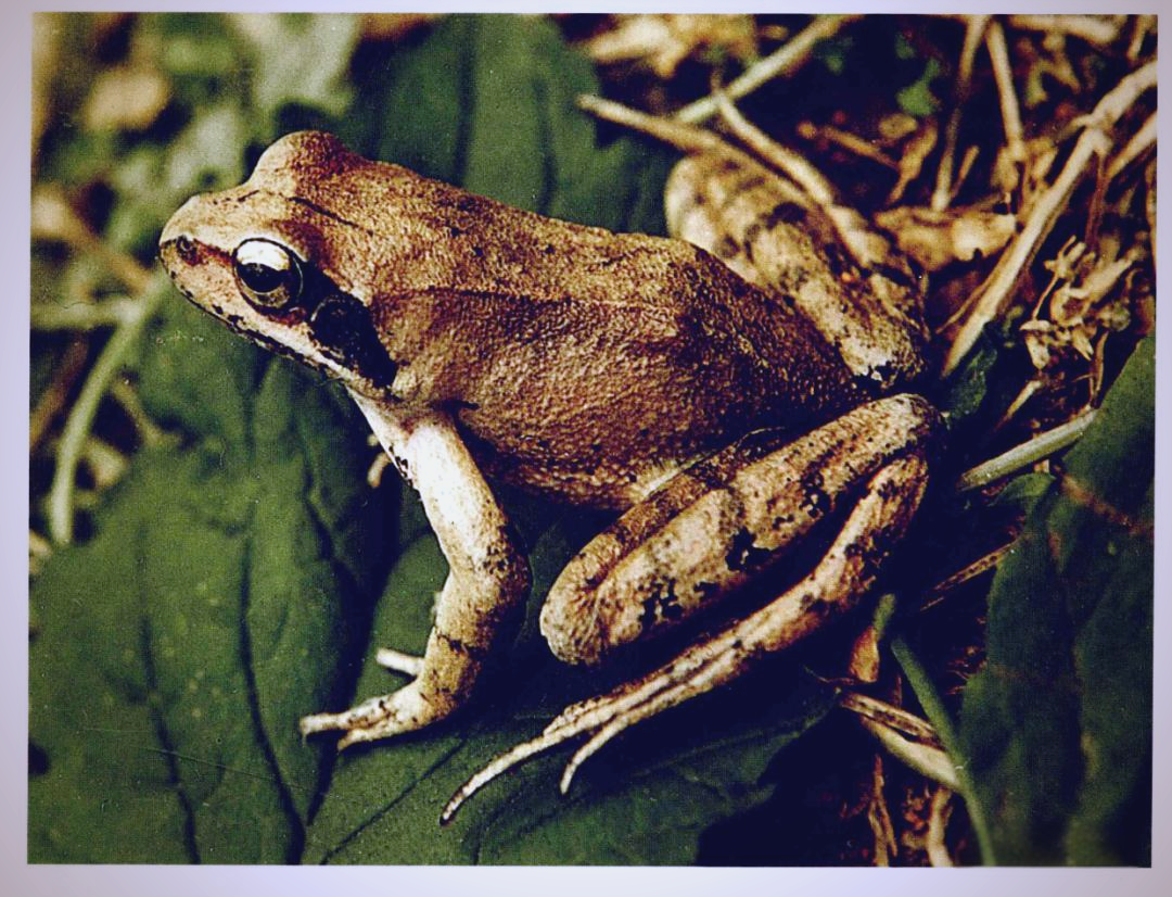 哈士蟆:一种补肺滋肾的贵细药材