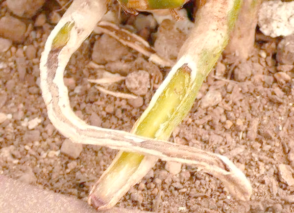 兰花根部健康的关键:植料与兰菌的重要性