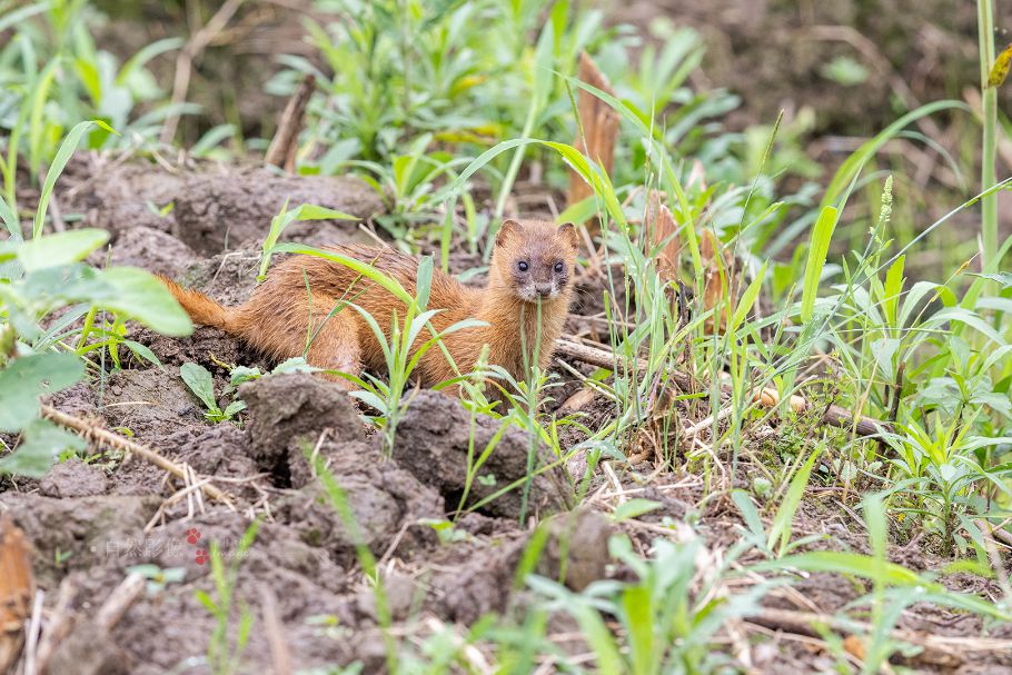 动物咋过冬?和平公园park walk来揭秘