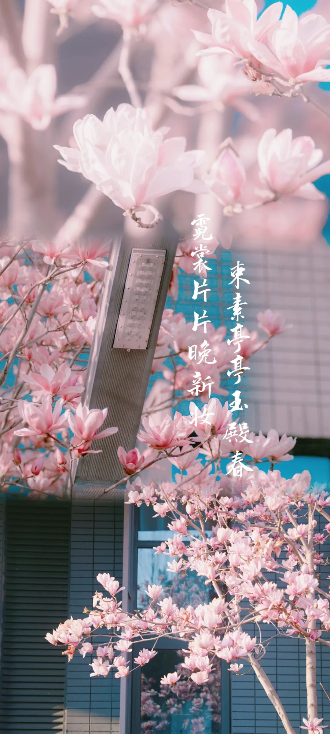 南昌大学的"花样年华"