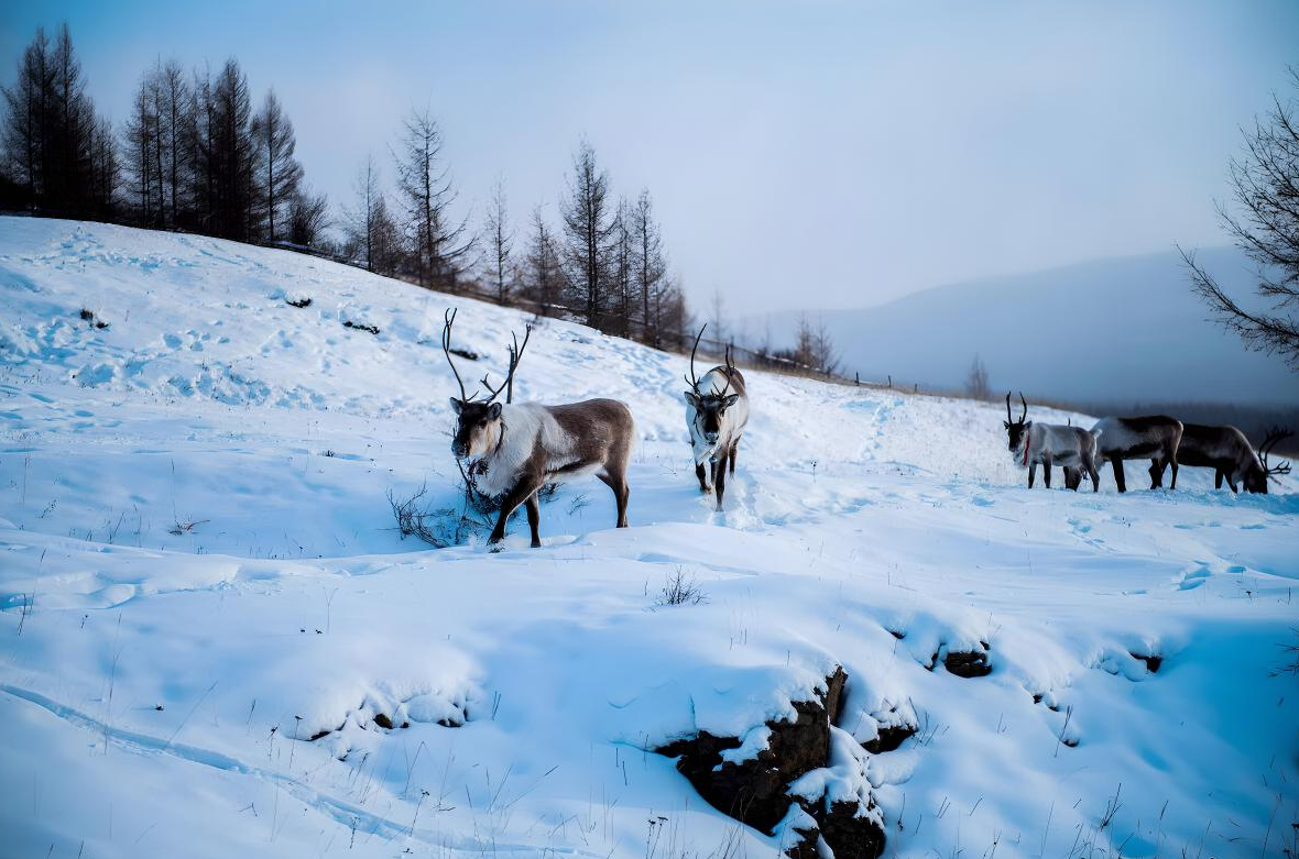 根河市的冬天:雪景大赏,极寒旅行与露营探秘