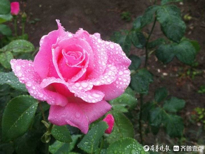 马苓军|雨中月季花