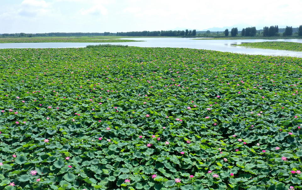 航拍章丘白云湖万亩红荷,入伏后千万朵荷花随风摇曳美丽动人
