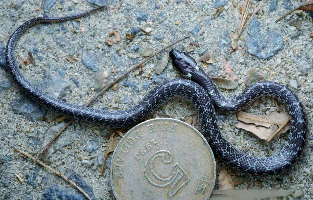 香港多种具有黑白斑纹的蛇类介绍