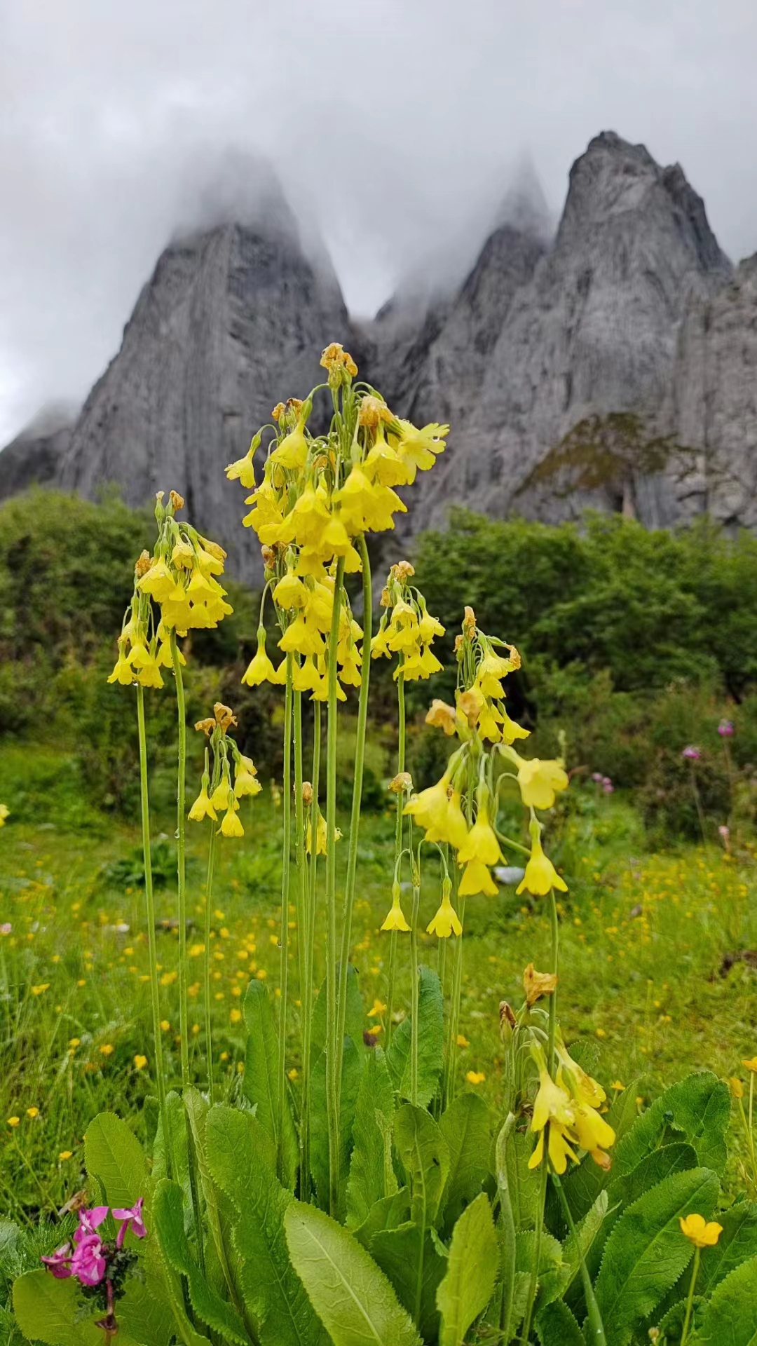 云南迪庆:野花的天堂(图)