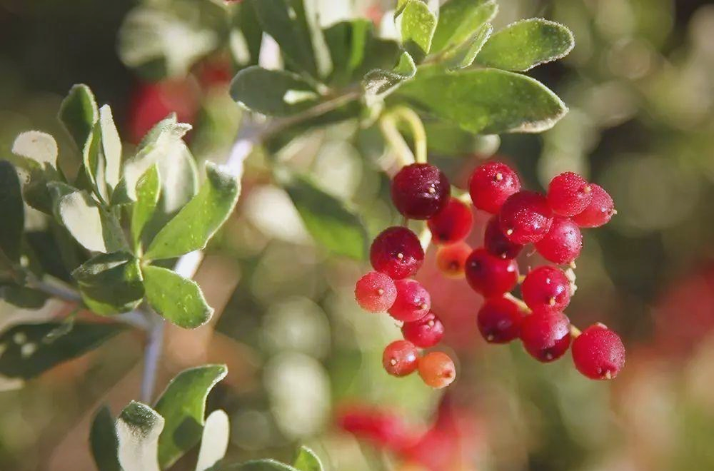 白刺果:沙漠中的美味与健康守护者