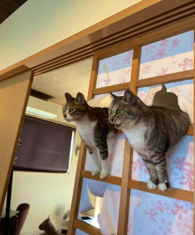 猫咪用了8年时间，证明家里的门真的是实木做的