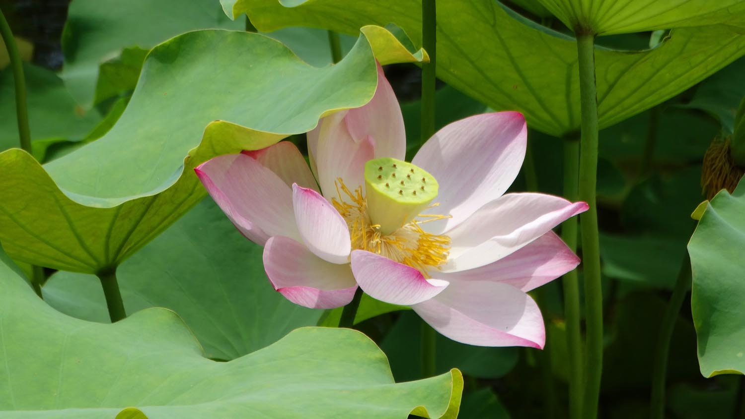 小暑时节荷花艳丽