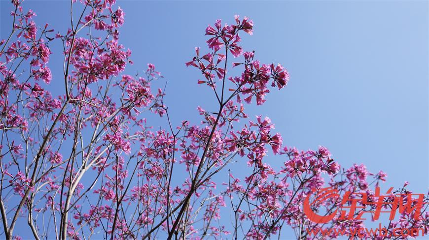 繁花怒放,廣州街頭紫花風鈴木進入盛花期