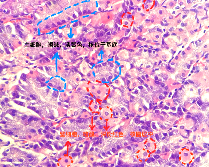 值得注意的是,这些黏液腺体的细胞边界模糊,其细胞质呈现出泡状特征