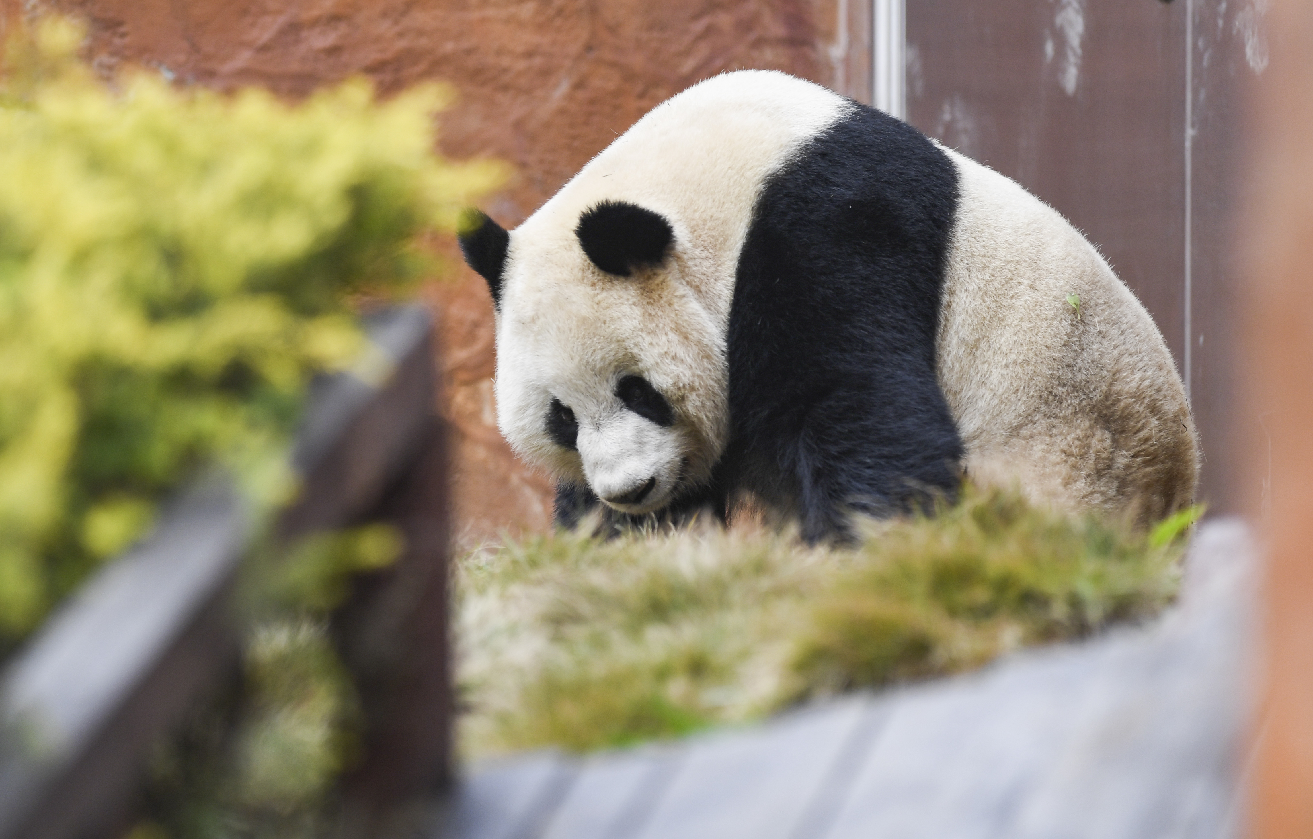 四只大熊猫落户重庆永川
