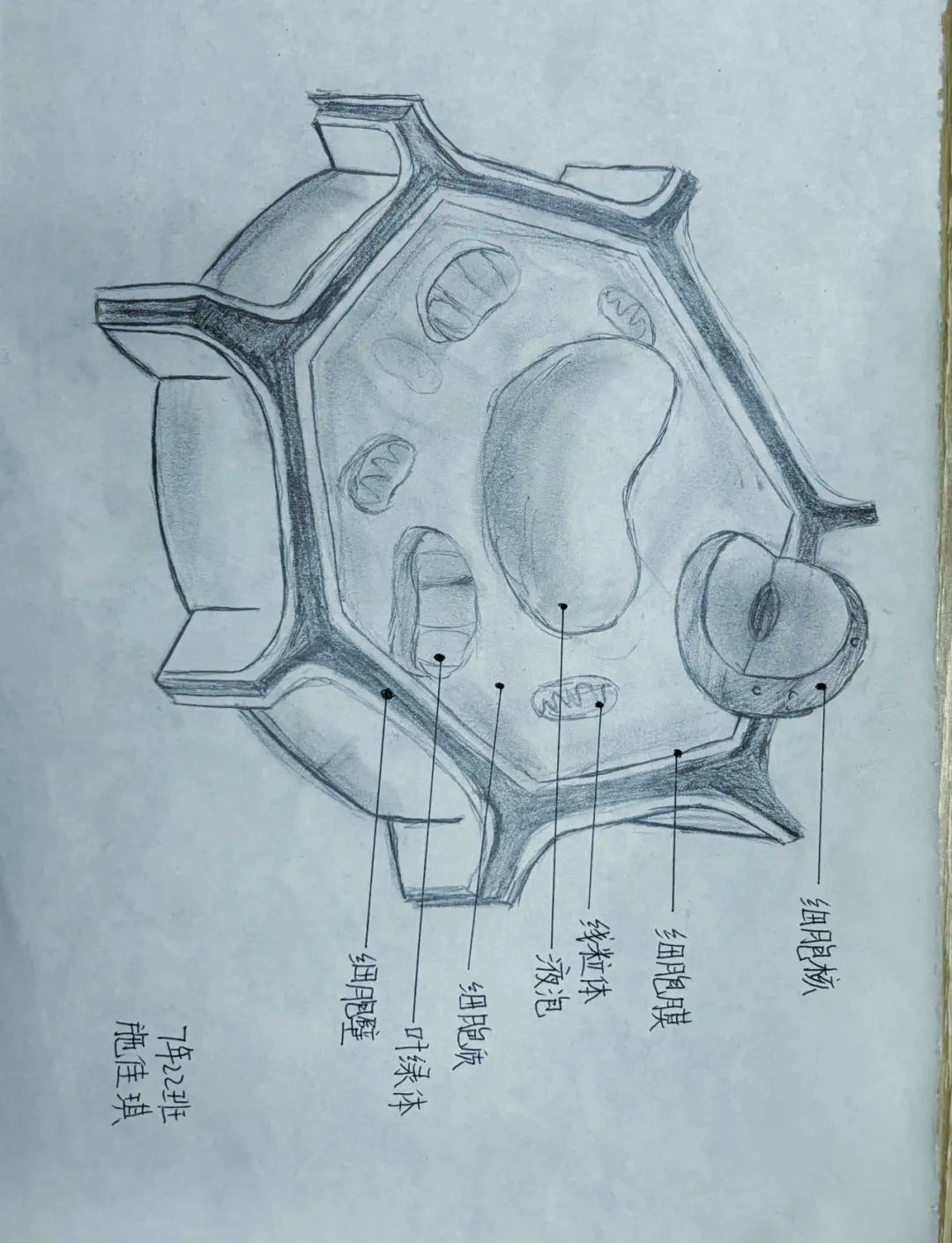 探索微观世界的桥梁:细胞模型大赛的启示