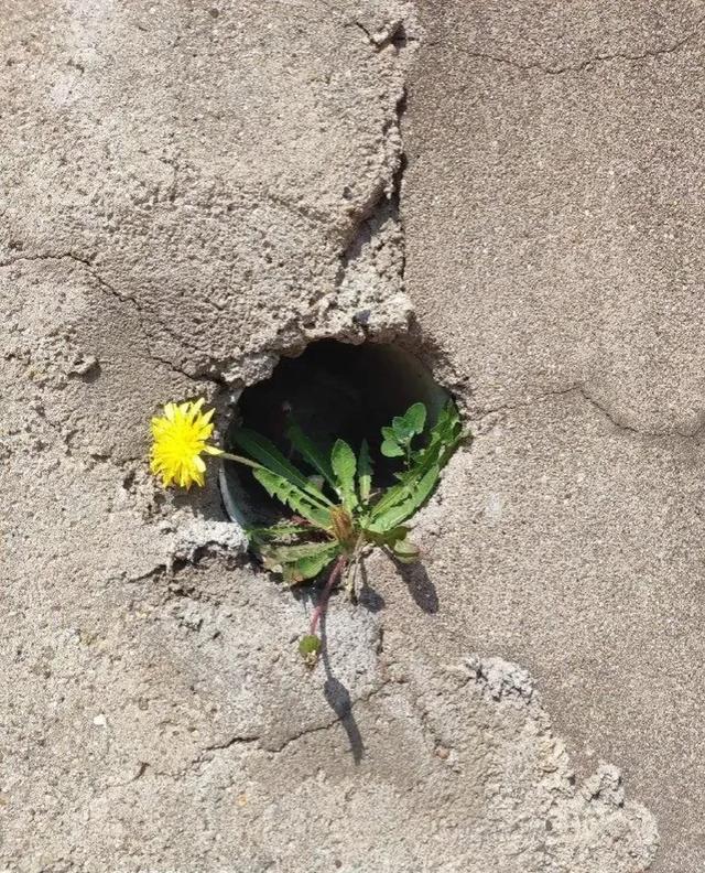 图片分享|夹缝求生,生命之力