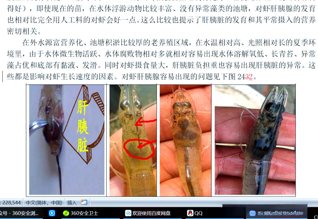 南美白对虾肝胰脏的解剖与功能概述