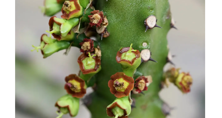 霸王鞭开花什么样子