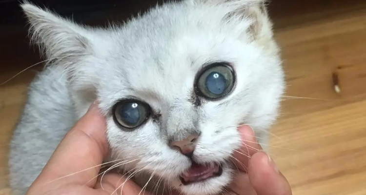 猫死了眼睛为什么是睁开的