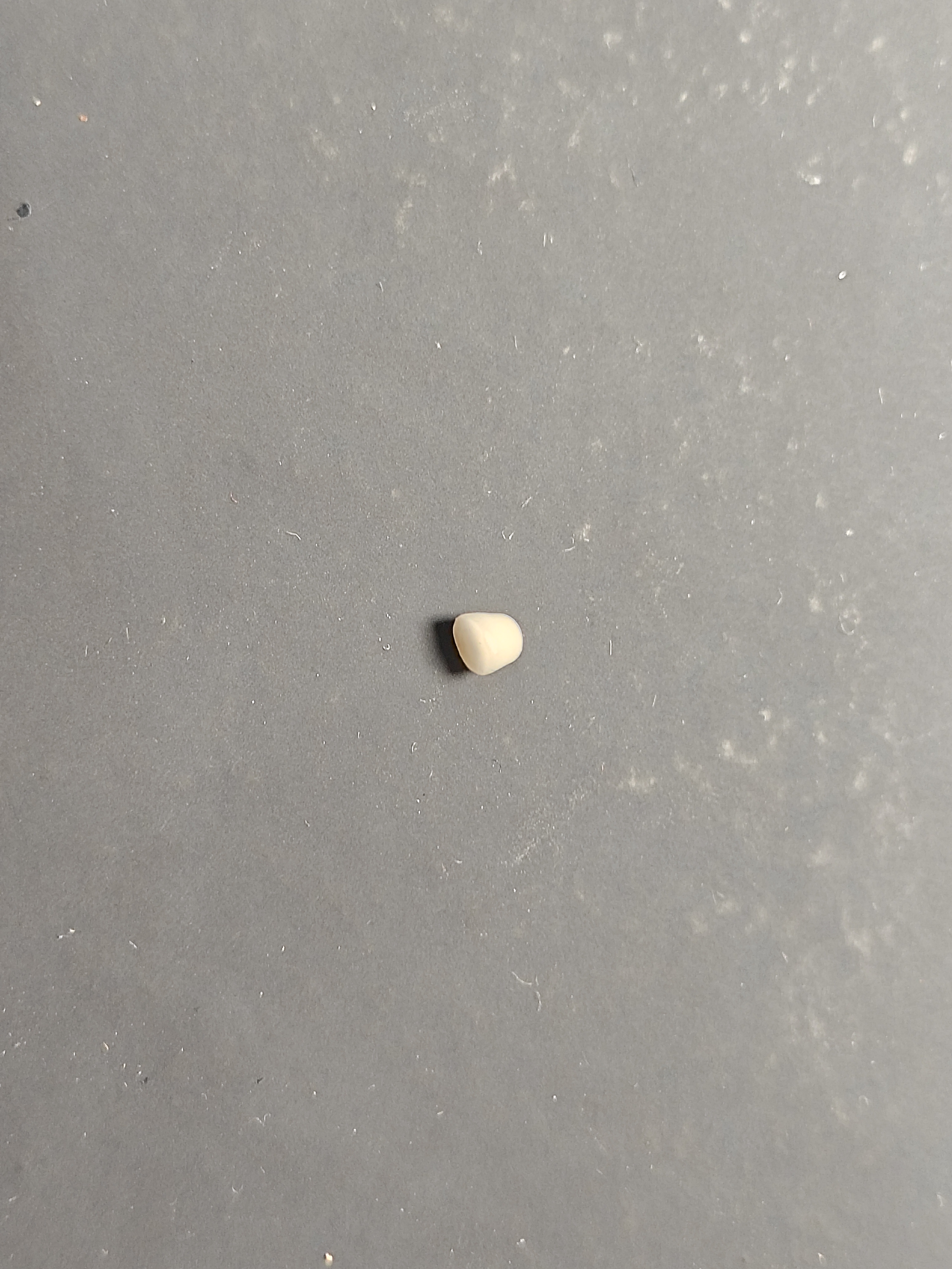 有吃有喝有知识,来解剖一个椰子体验一下吧