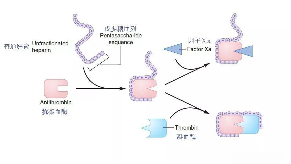 普通肝素与低分子肝素的抗凝作用及临床应用