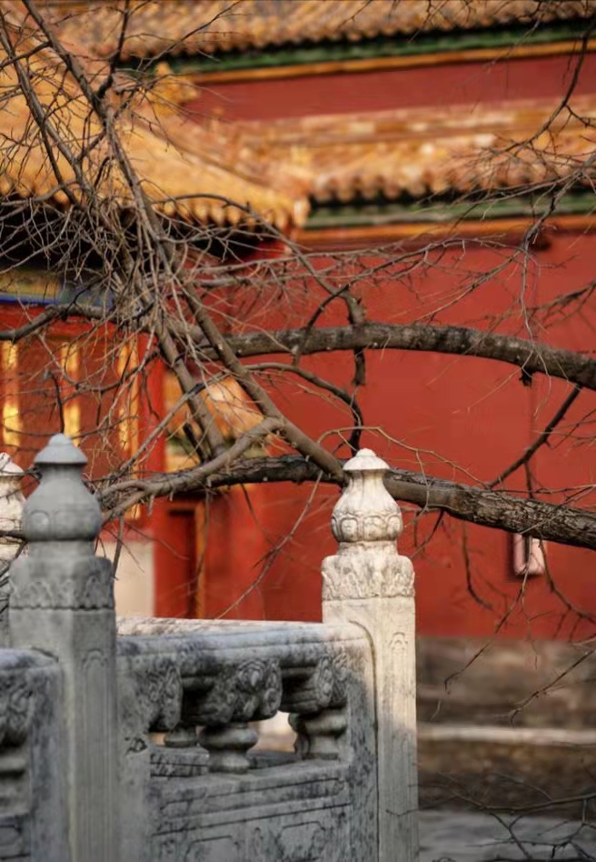 北京紫禁城的菩提树