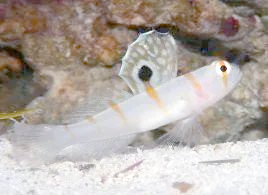 海缸铺沙有隐患？这些兼具美观与翻沙功能的虾虎你知道吗？