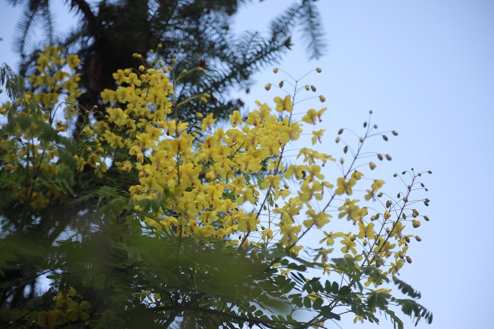 新田:云实花开点亮山乡春色(组图)