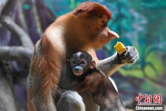 濒危物种长鼻猴落户广州七年 家族不断壮大