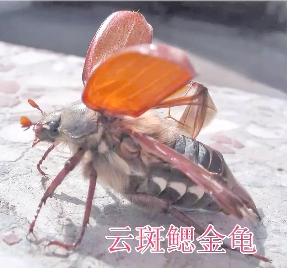 金龟子科昆虫的多样性与分布情况