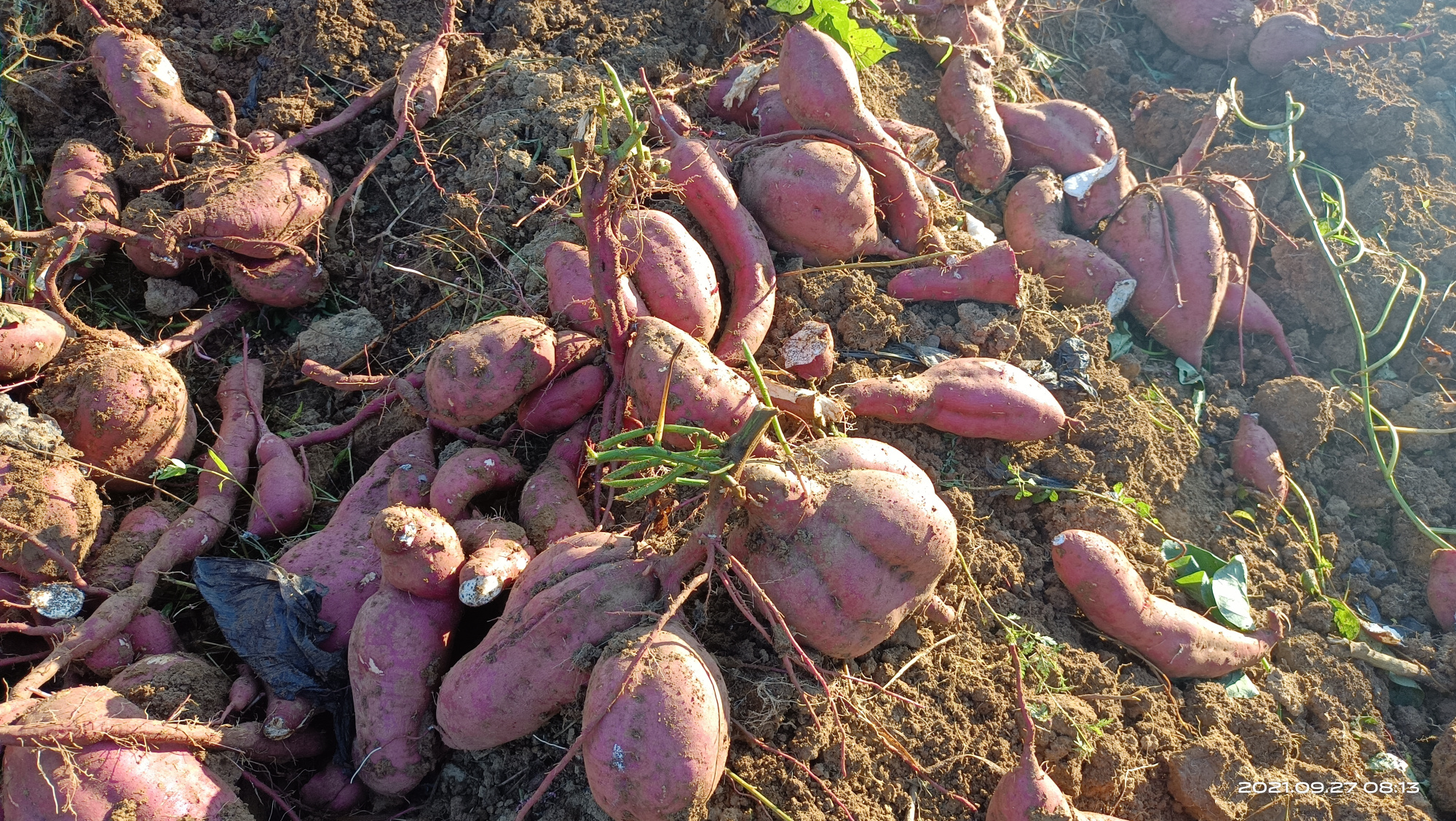 「乡村振兴」岑巩县客楼镇:红薯迎来丰收季 为乡村振兴增活力