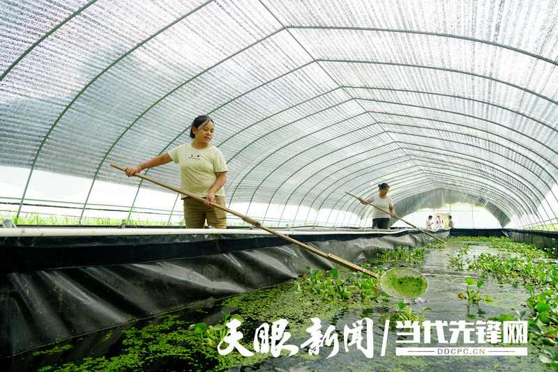 望谟乐元镇:生态产业呈现"新格局 绿色发展跑出"加速度"