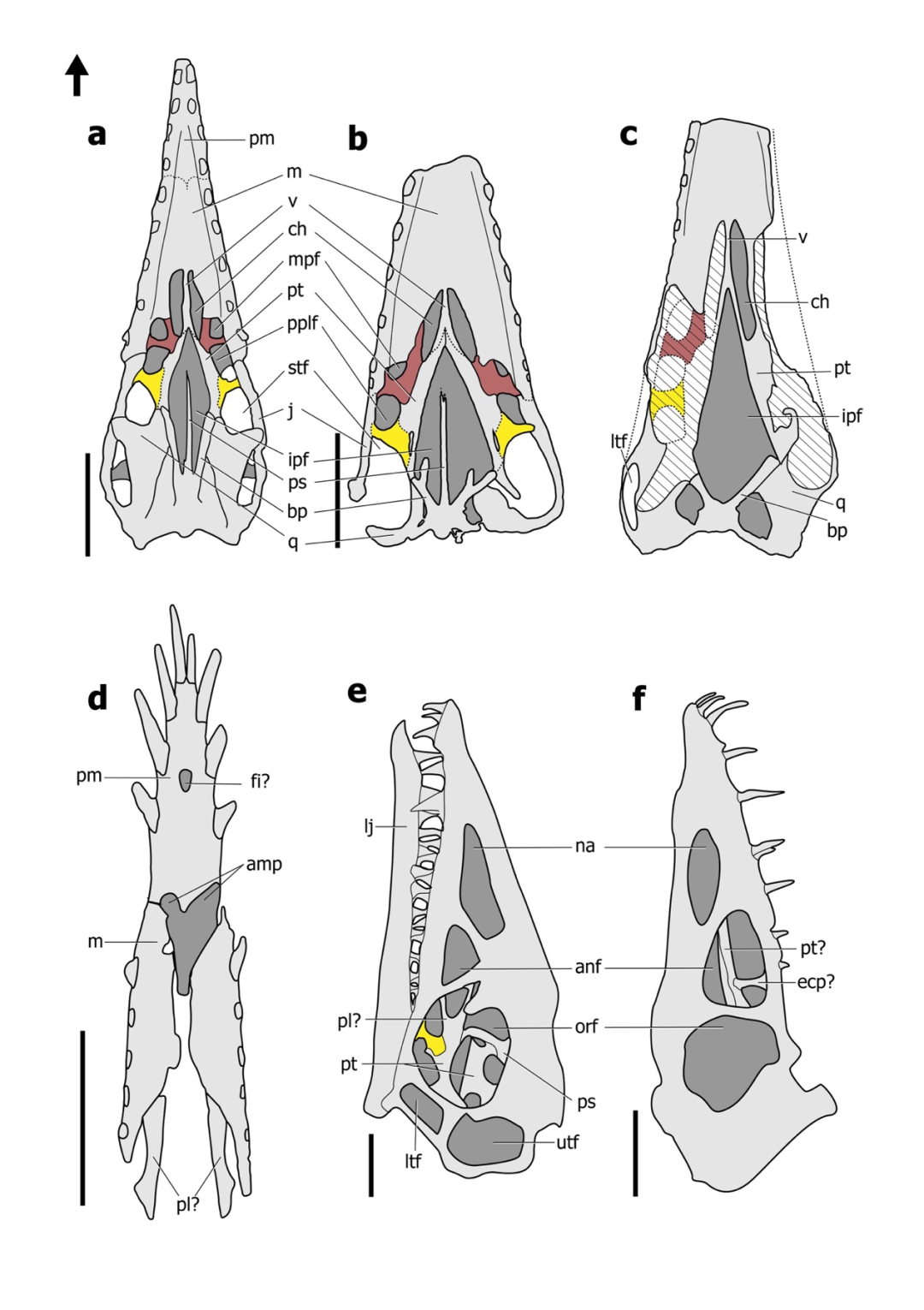 科研进展|ct技术重现翼龙头骨演化趋势