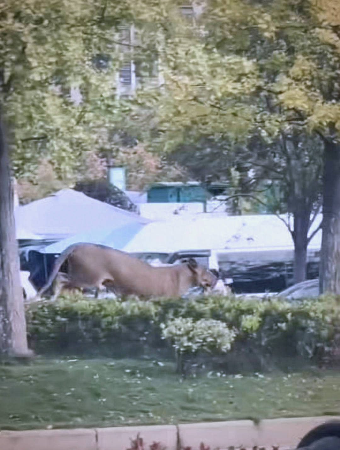 砀山县马戏团狮子意外事件与警方迅速反应