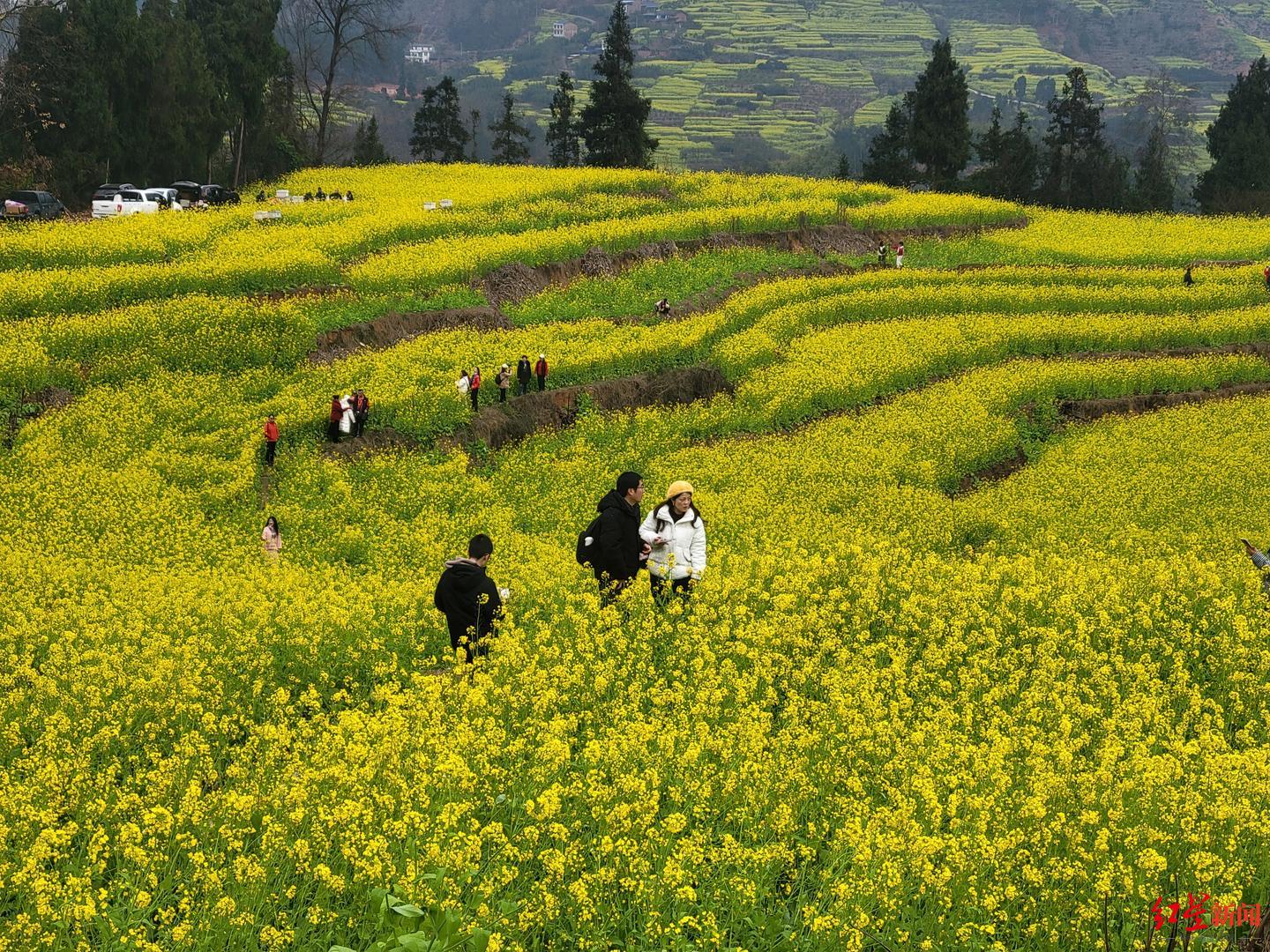 德庆油菜花景点在哪里图片